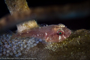 "Cling Love"
A Red Cling Fish protecting small eggs on a... by Dusty Norman 